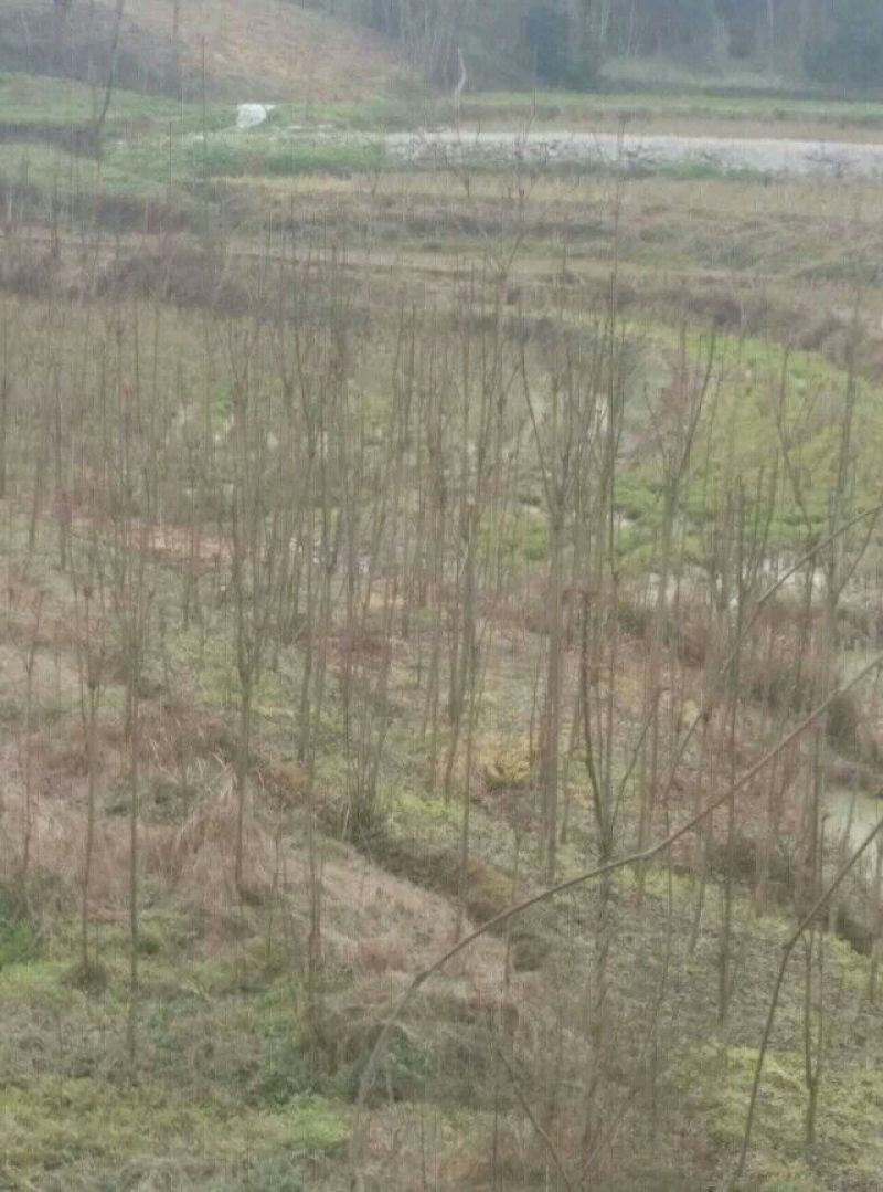 红油香椿苗60~70cm大棚苗南北种植技术指导物美价廉