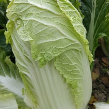 大量供应黄心大白菜4~6斤净菜