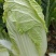 大量供应黄心大白菜4~6斤净菜