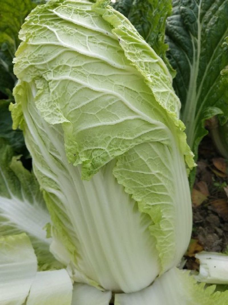 大量供应黄心大白菜4~6斤净菜