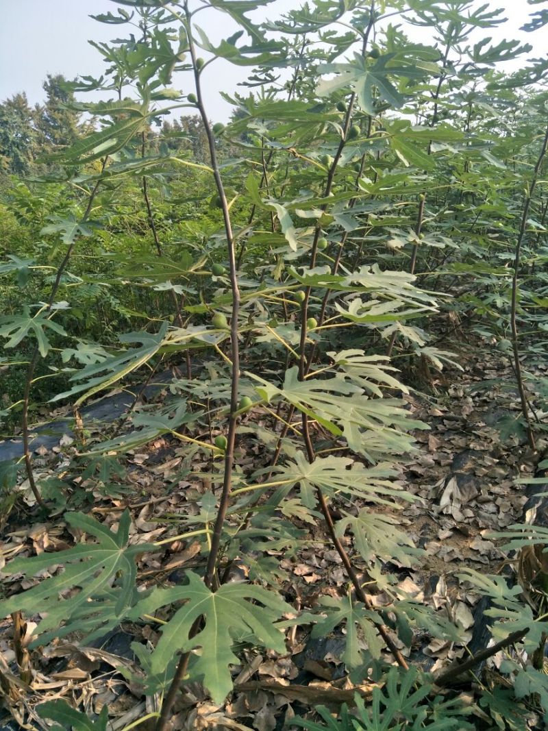 无花果树2.5~3m