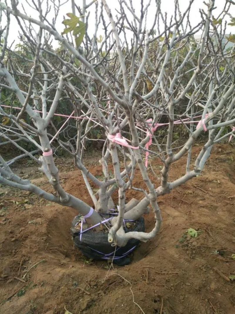 无花果苗丛生，地径10公分