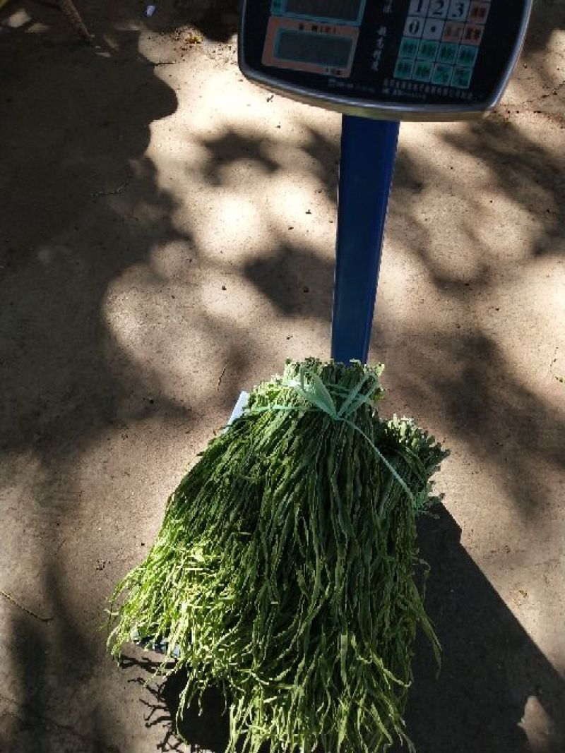 云南野菜特菜/贡菜精品贡菜/量大价优/欢迎咨询