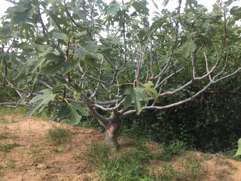 无花果苗丛生，地径10公分