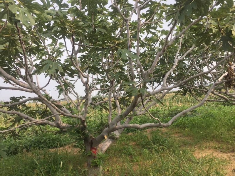 无花果苗丛生，地径10公分