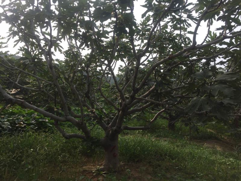 无花果苗丛生，地径10公分