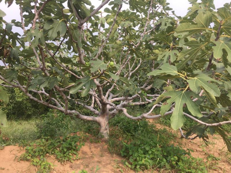 无花果苗丛生，地径10公分
