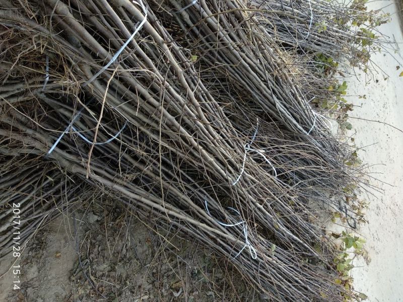 红富士苹果苗基地直发包成活包指导全国发货质量保证