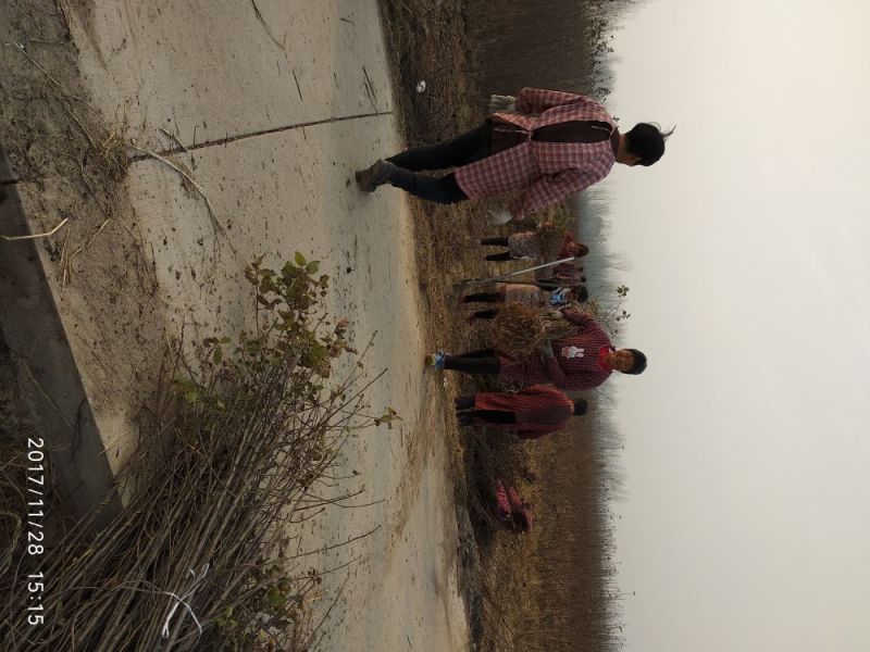 红富士苹果苗基地直发包成活包指导全国发货质量保证
