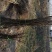 红富士苹果苗基地直发包成活包指导全国发货质量保证