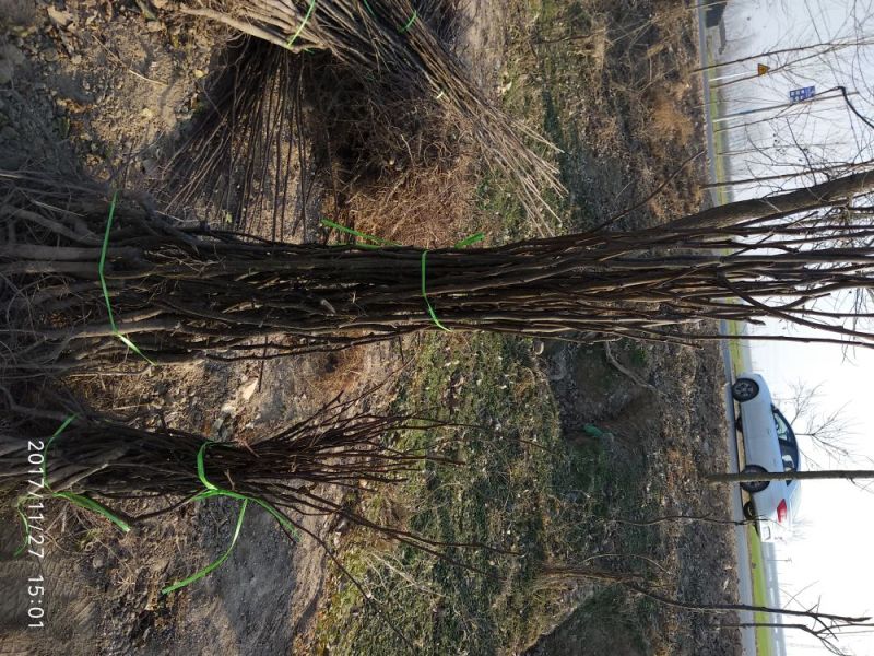 红富士苹果苗基地直发包成活包指导全国发货质量保证