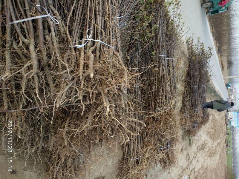 红富士苹果苗基地直发包成活包指导全国发货质量保证