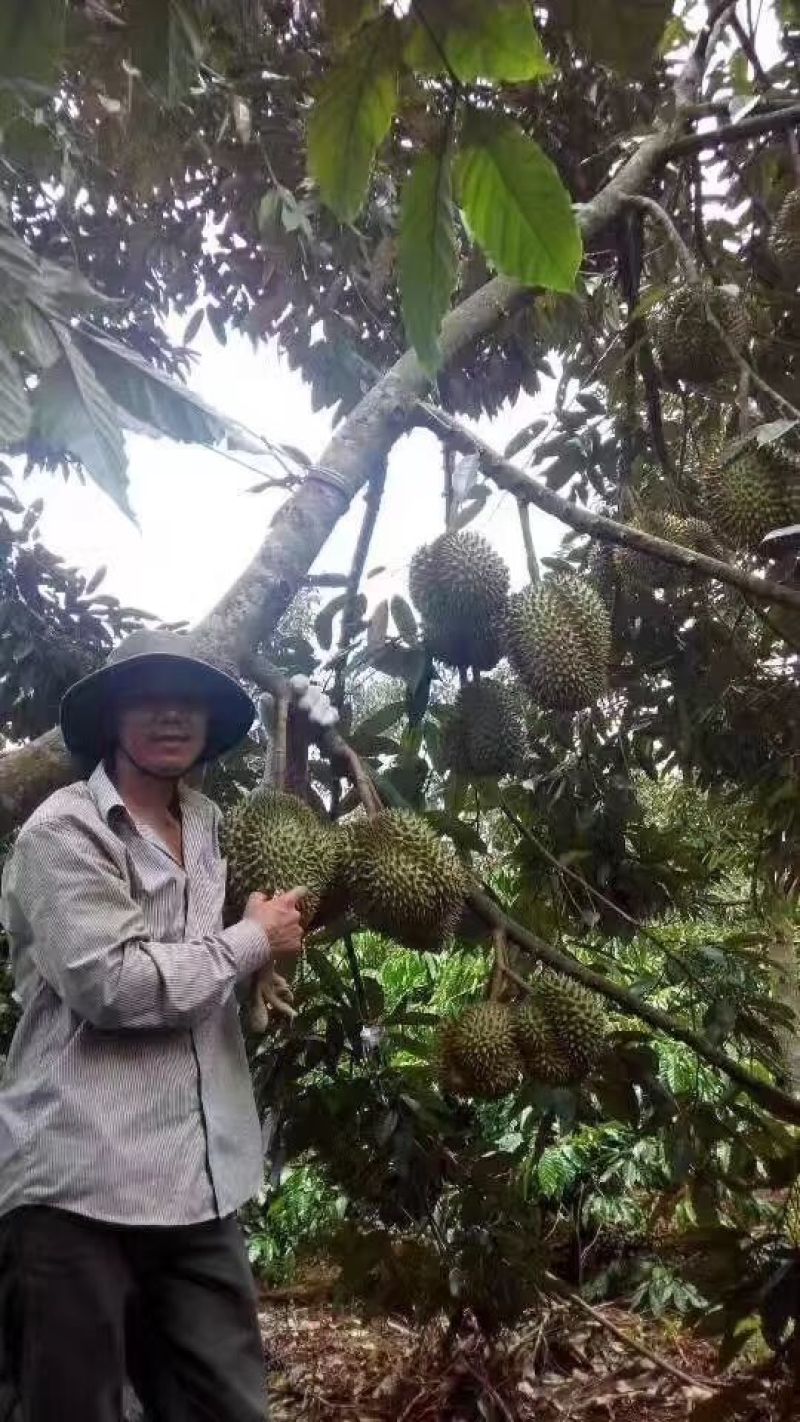 泰国猫山王榴莲金枕榴莲批发一件代发huo果园直发