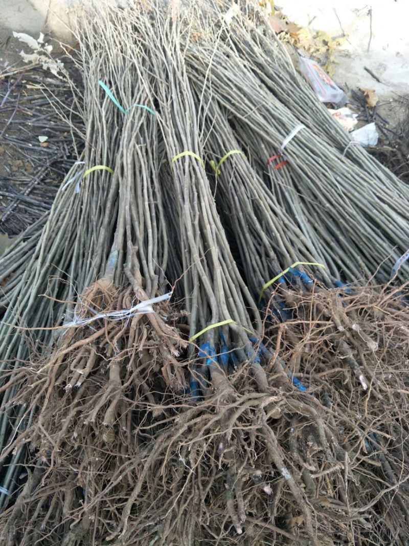 板栗苗嫁接板栗苗当年结果基地直销现挖现卖