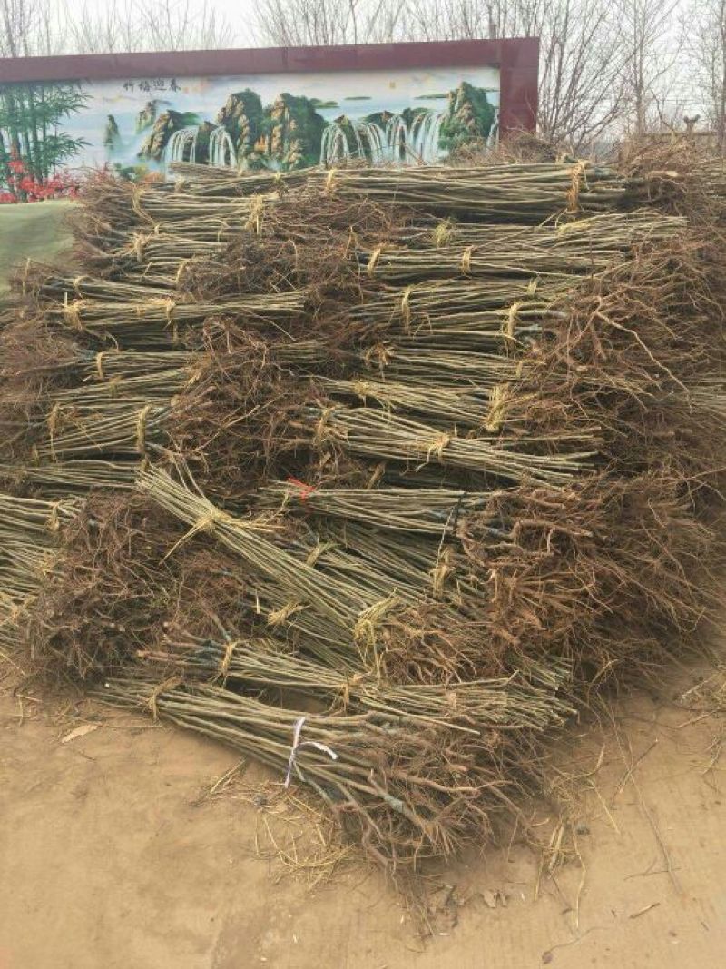 板栗苗嫁接板栗苗当年结果基地直销现挖现卖