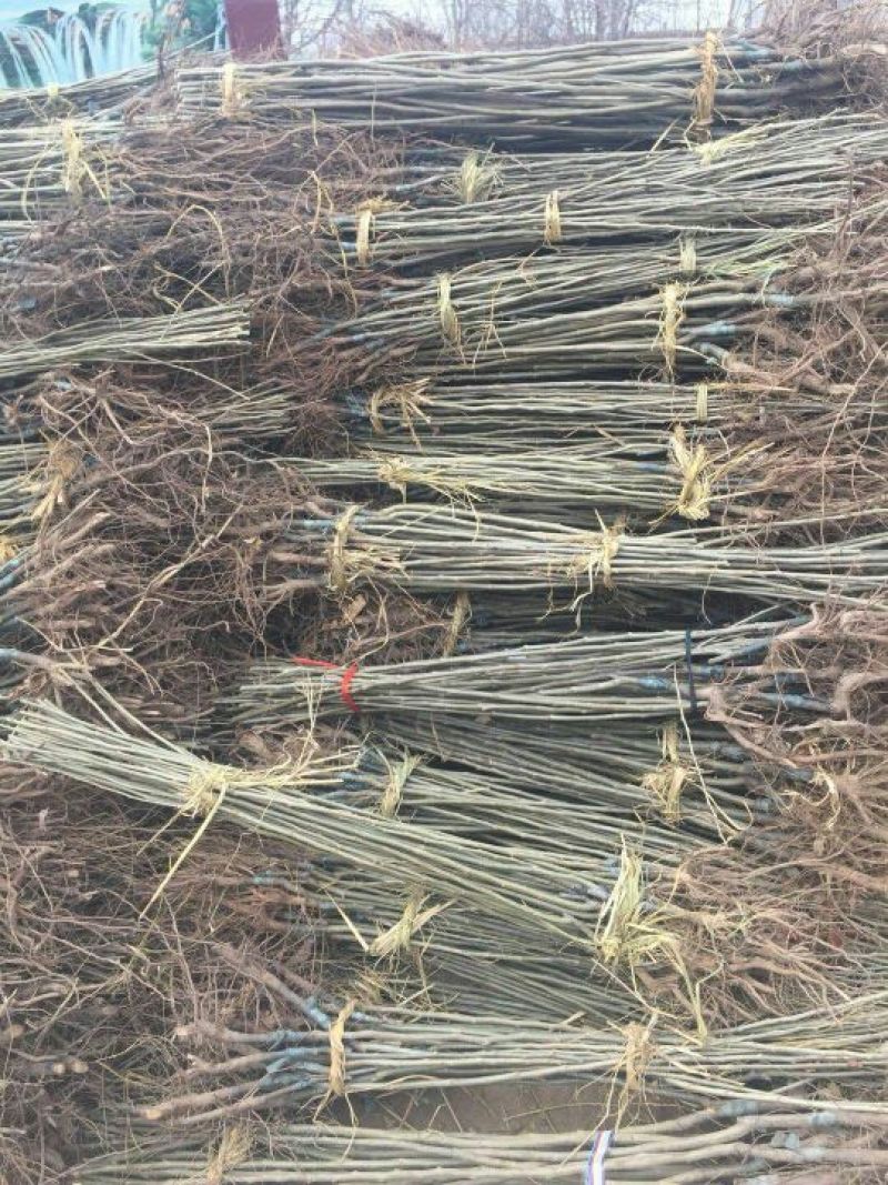 板栗苗嫁接板栗苗当年结果基地直销现挖现卖