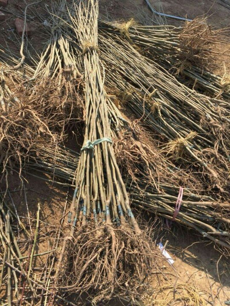 板栗苗嫁接板栗苗当年结果基地直销现挖现卖