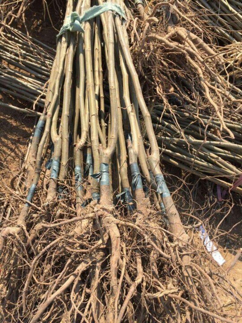 板栗苗嫁接板栗苗当年结果基地直销现挖现卖