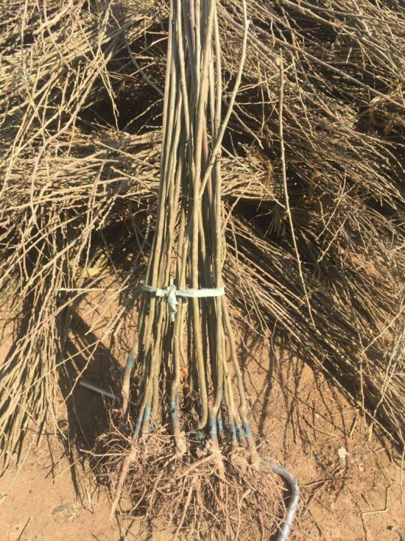 板栗苗嫁接板栗苗当年结果基地直销现挖现卖