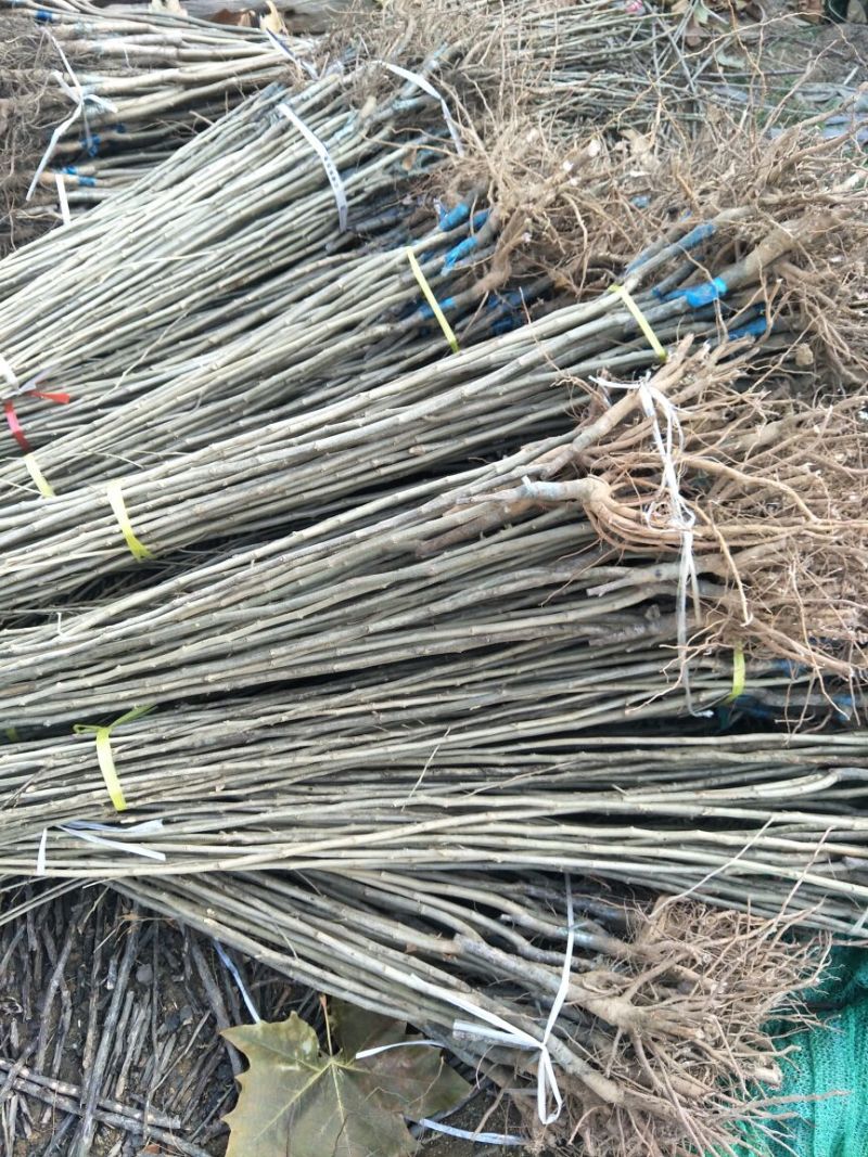 板栗苗嫁接板栗苗当年结果基地直销现挖现卖