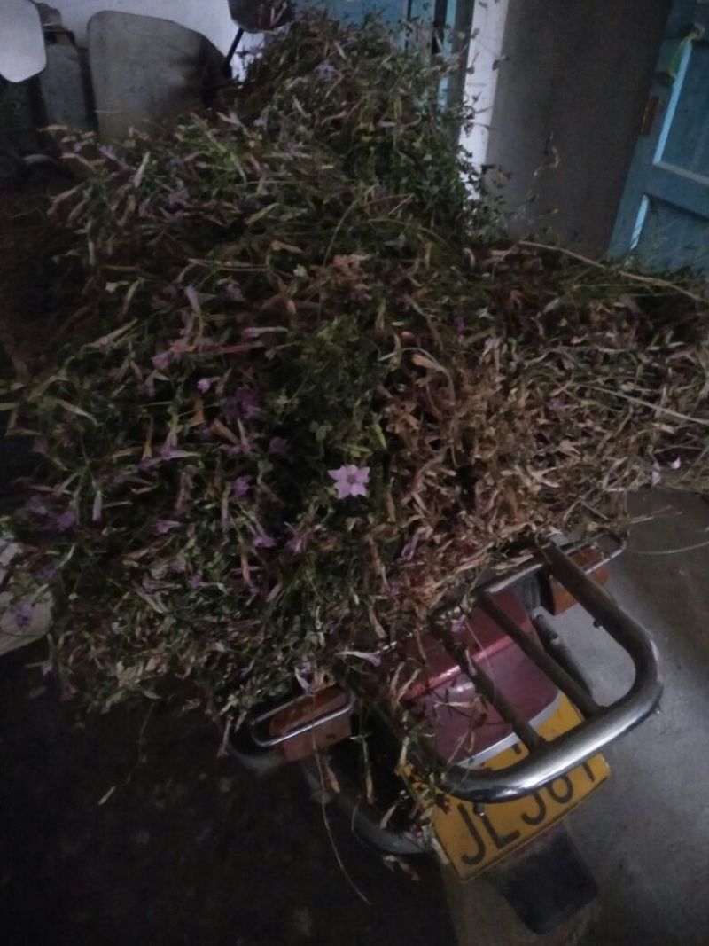 野菊花散装