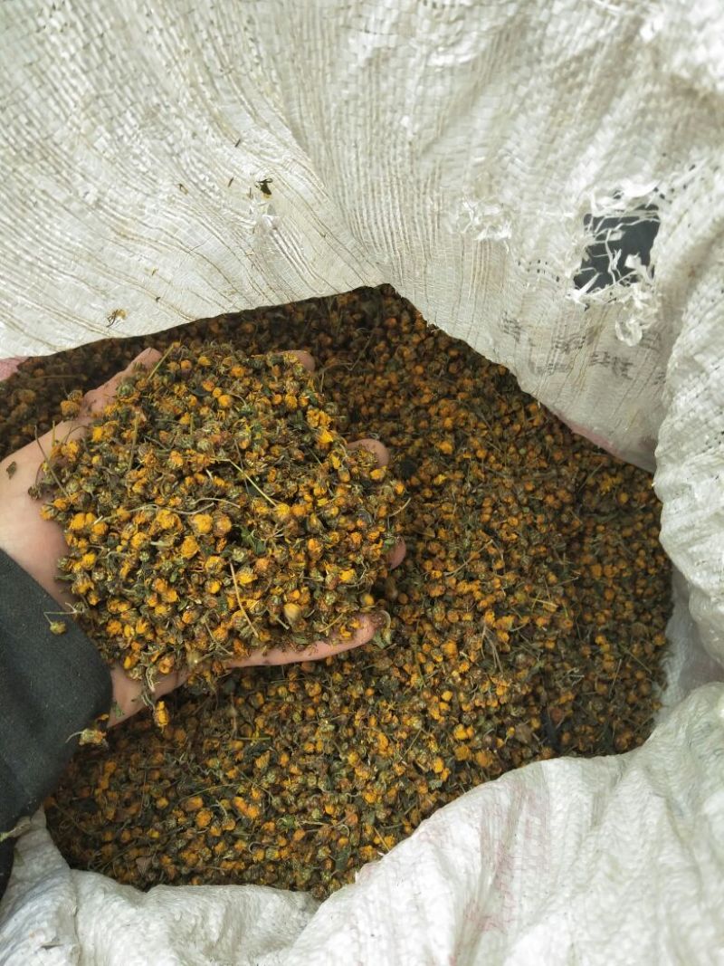 野菊花散装