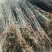 花椒苗批发大红袍狮子头花椒苗基地直销现挖现卖