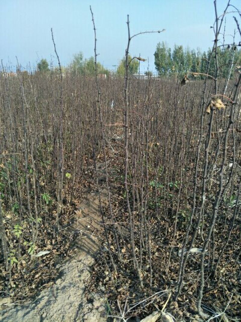 花椒苗批发大红袍狮子头花椒苗基地直销现挖现卖