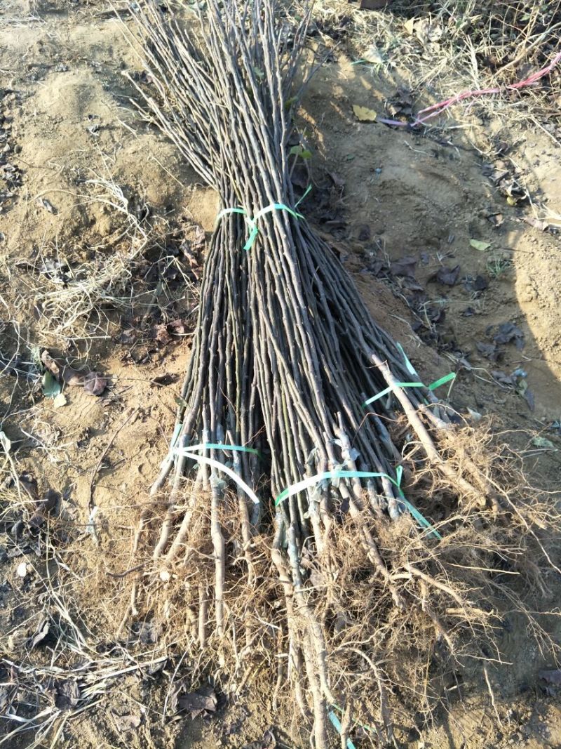 梨树苗梨苗基地批发看圃起苗现挖现卖保成活包结果