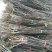 梨树苗梨苗基地批发看圃起苗现挖现卖保成活包结果
