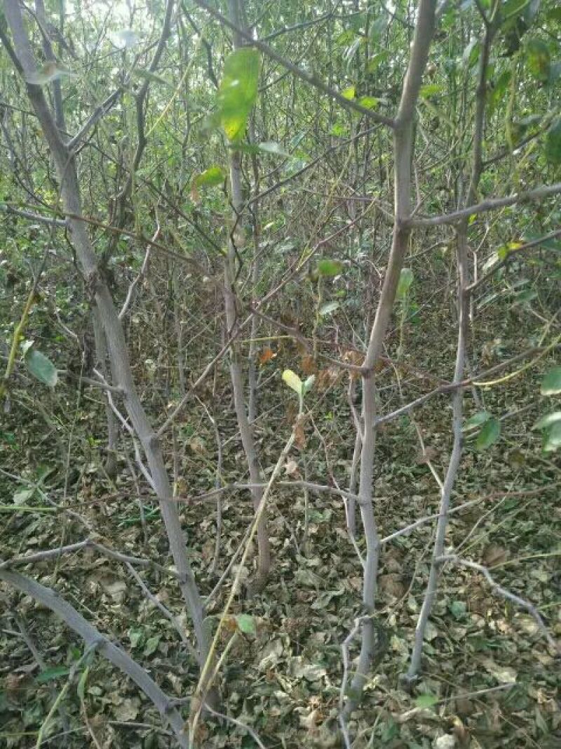 枣苗枣树苗基地冬枣树苗批发现挖现卖成活率好