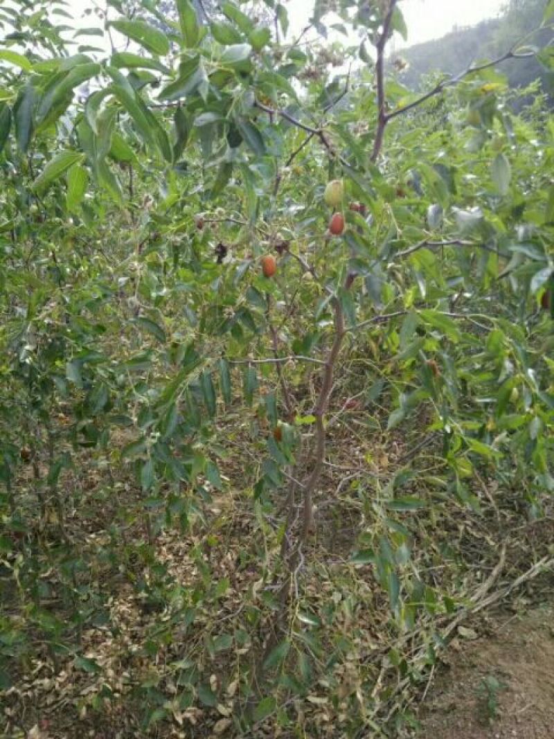 枣苗枣树苗基地冬枣树苗批发现挖现卖成活率好