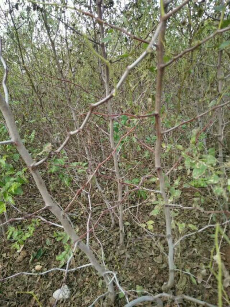 枣苗枣树苗基地冬枣树苗批发现挖现卖成活率好