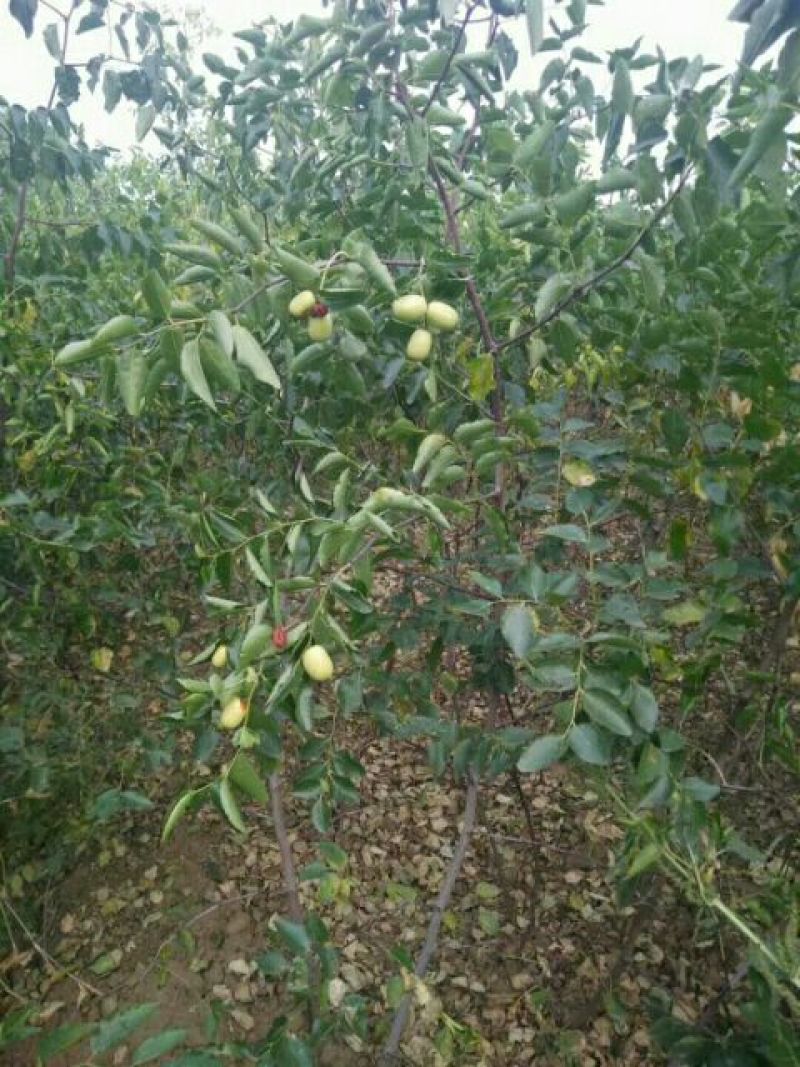 枣苗枣树苗基地冬枣树苗批发现挖现卖成活率好