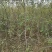 枣苗枣树苗基地冬枣树苗批发现挖现卖成活率好