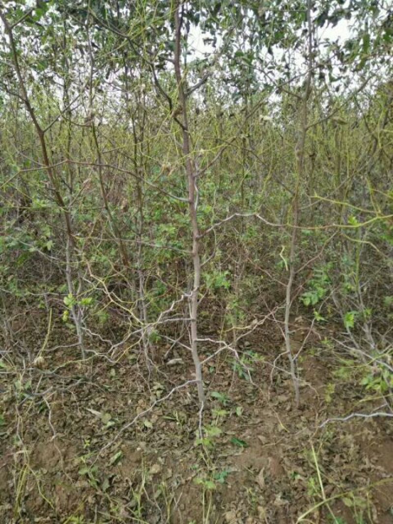 枣苗枣树苗基地冬枣树苗批发现挖现卖成活率好