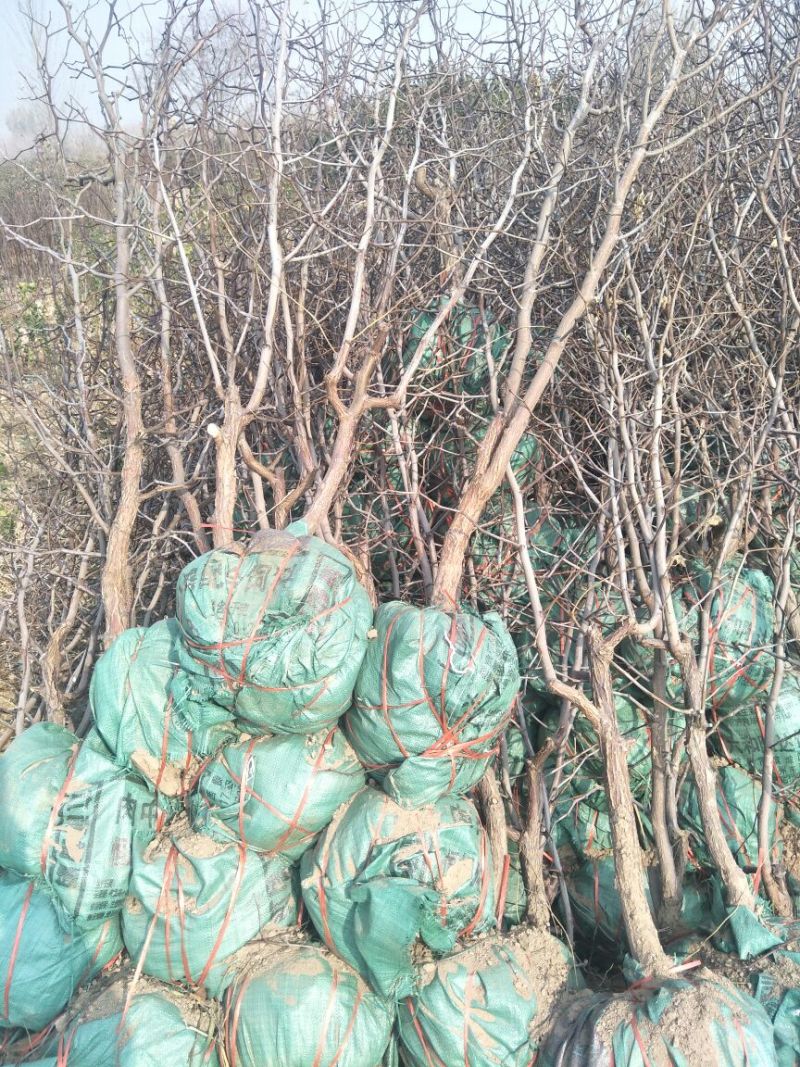 枣苗枣树苗基地冬枣树苗批发现挖现卖成活率好