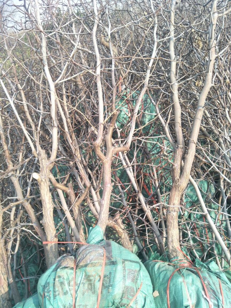 枣苗枣树苗基地冬枣树苗批发现挖现卖成活率好