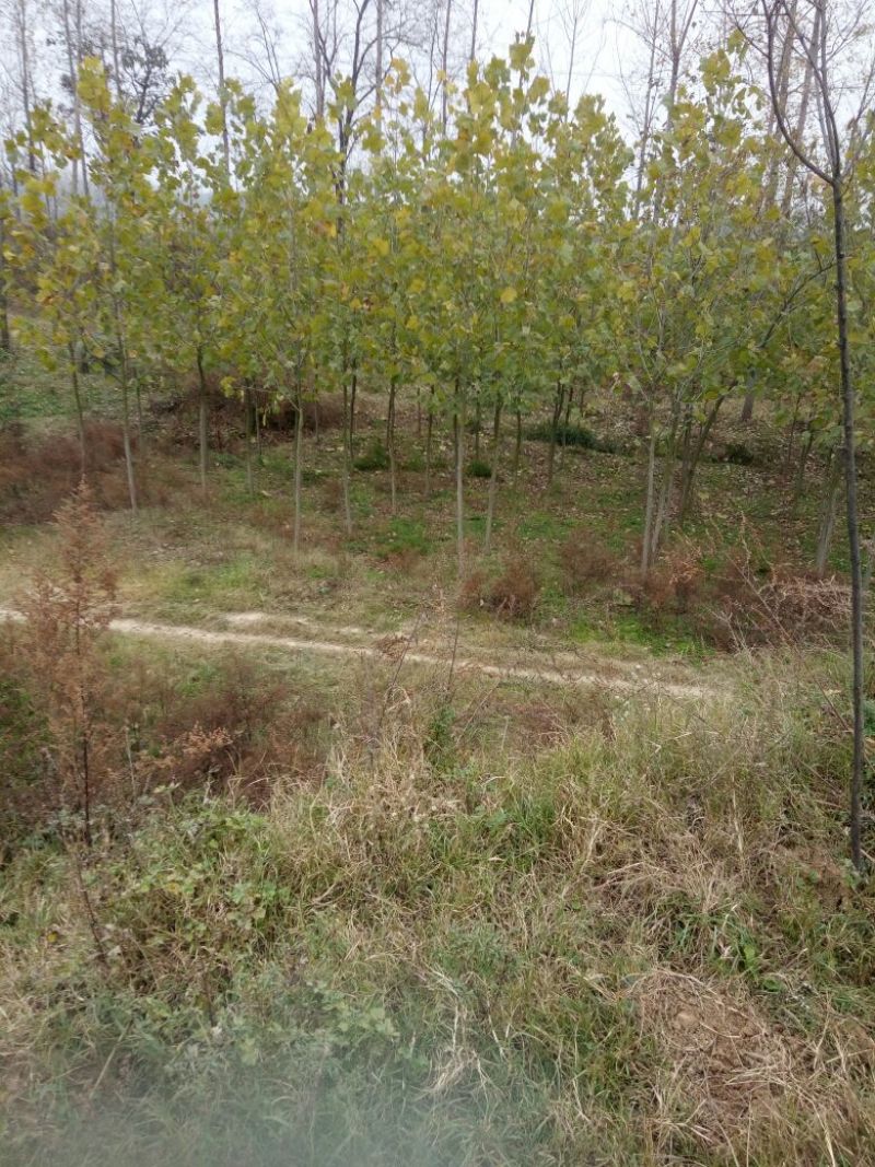 法桐小苗