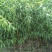 桃苗基地批发品种全价格优现挖现卖保成活结果