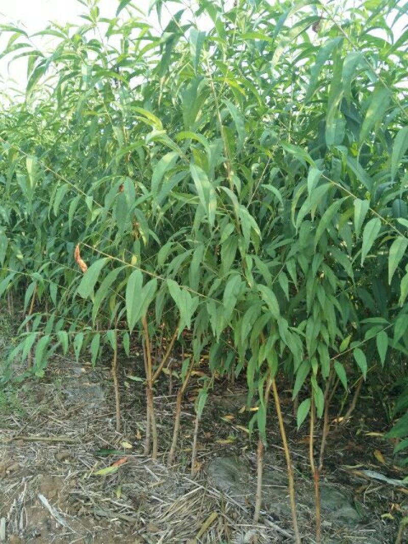 桃苗基地批发品种全价格优现挖现卖保成活结果
