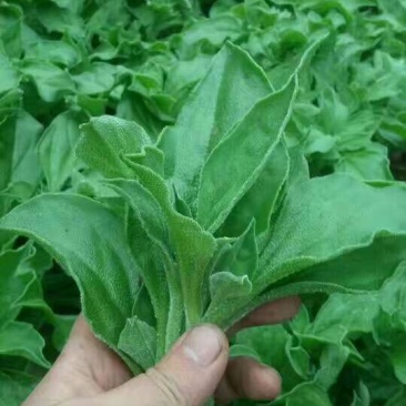 非洲冰草冰菜