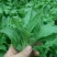 非洲冰草冰菜