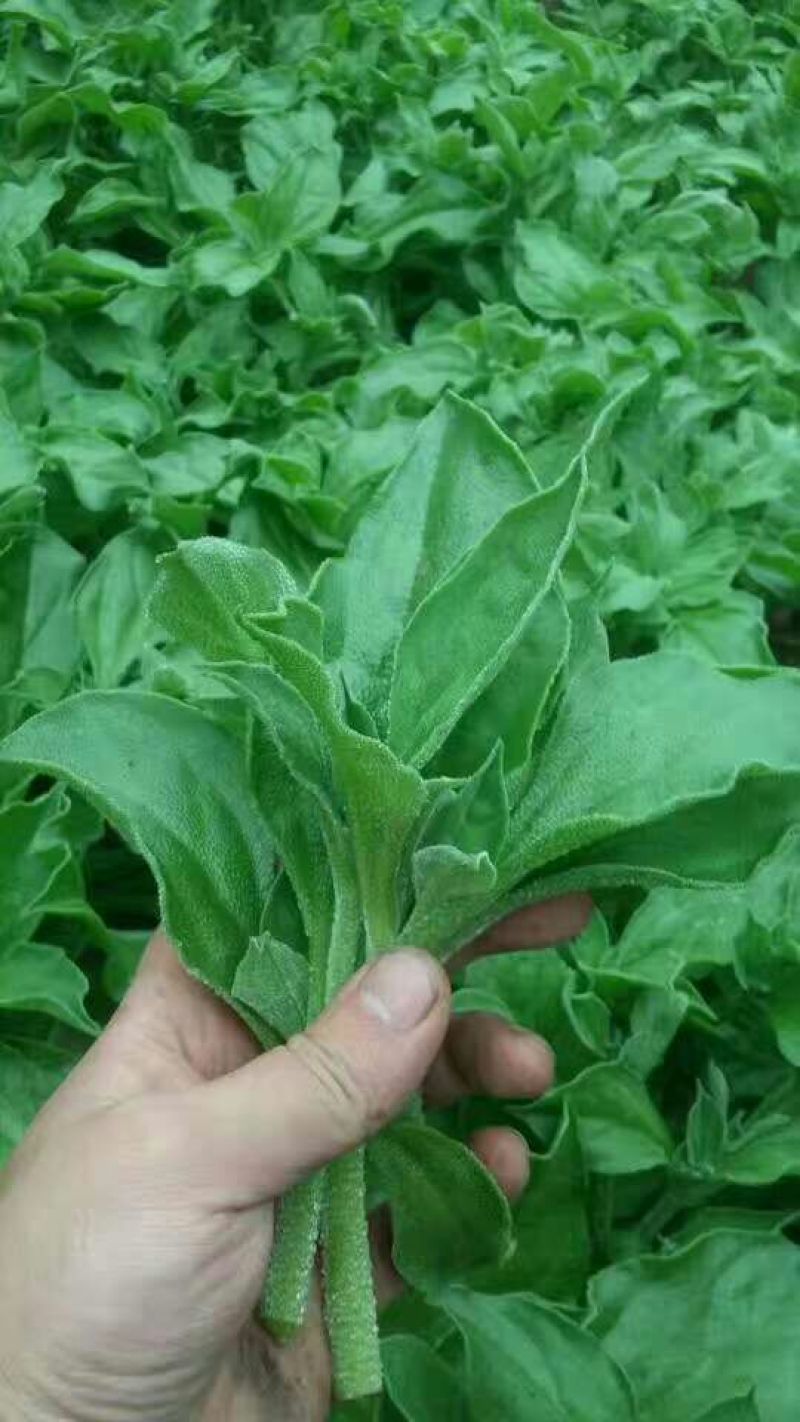 非洲冰草冰菜