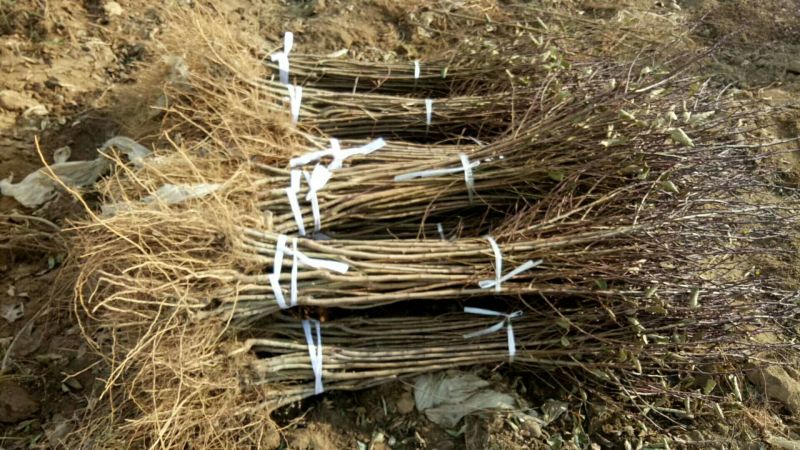 李子苗基地恐龙蛋李子苗现挖现卖保成活结果