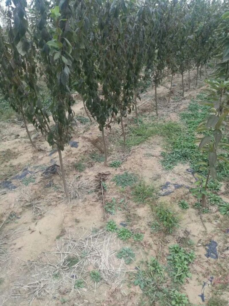 李子苗基地恐龙蛋李子苗现挖现卖保成活结果
