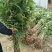 香椿苗基地红油香椿苗批发大棚种植效益高提供技术指导