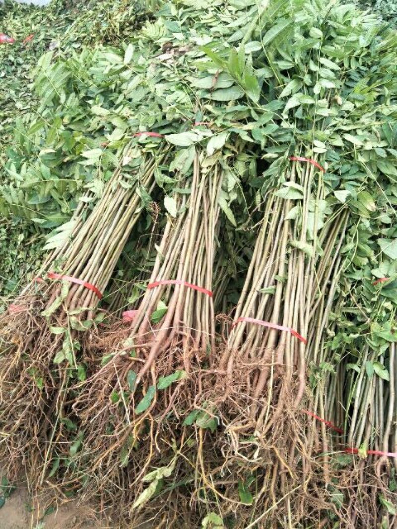 香椿苗基地红油香椿苗批发大棚种植效益高提供技术指导