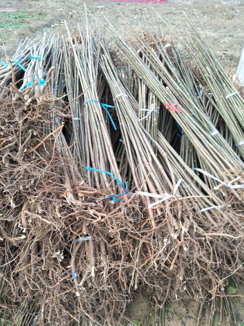 香椿苗基地红油香椿苗批发大棚种植效益高提供技术指导