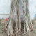 香椿苗基地红油香椿苗批发大棚种植效益高提供技术指导